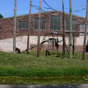 Orangutan island at Chester Zoo, 06/07/13