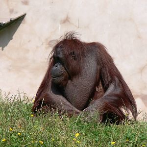Bornean Orangutan at Chester Zoo, 06/07/13