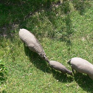Sulawesi Babirusa at Chester Zoo, 06/07/13