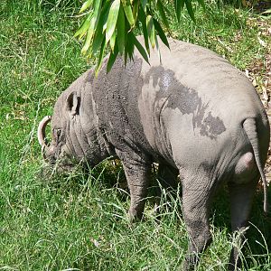 Sulawesi Babirusa at Chester Zoo, 06/07/13