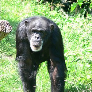 Chimpanzee at Chester Zoo, 06/07/13