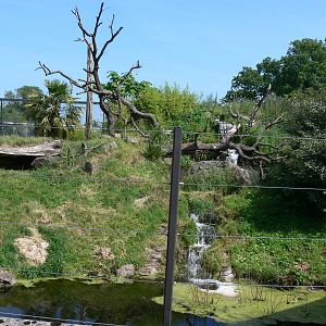 Jaguar exhibit at Chester Zoo, 06/07/13