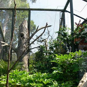 Macaw aviary at Chester Zoo, 06/07/13