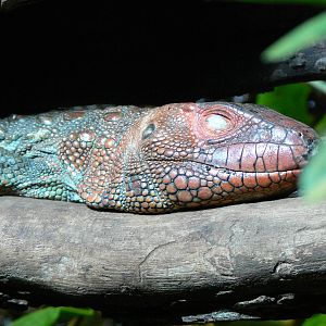 Northern Caiman Lizard at Chester Zoo, 06/07/13