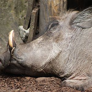 IMG_4594_wart_hog