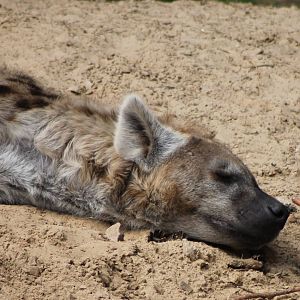 Spotted hyena