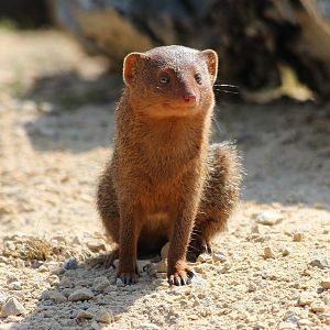 Dwarf Mongoose