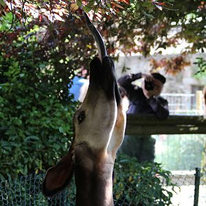 Okapi, Stuma gives a tounge demonstration