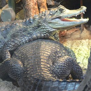 Spectacled Caiman at Chester Zoo, 06/07/13