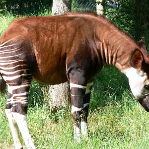 Okapi at Chester Zoo, 06/07/13