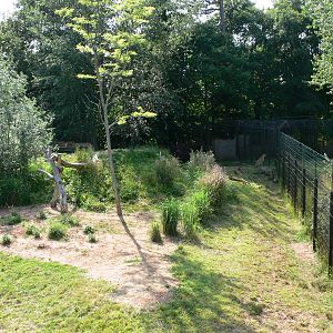 Cheetah exhibit at Chester Zoo, 06/07/13