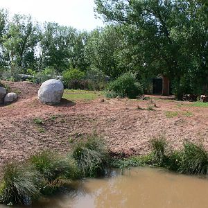 African Hunting Dog exhibit at Chester Zoo, 06/07/13