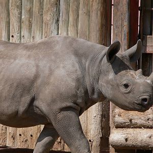 Eastern Black Rhino at Chester Zoo, 06/07/13