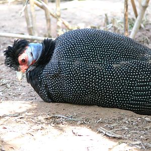 Kenyan Crested Guineafowl at Chester Zoo, 06/07/13