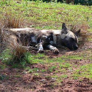 African Hunting Dog at Chester Zoo, 06/07/13