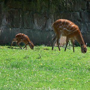 Sitatunga at Chester Zoo, 06/07/13
