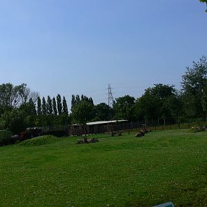 Roan Antelope exhibit at Chester Zoo, 06/07/13