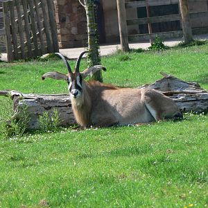 Roan Antelope at Chester Zoo, 06/07/13