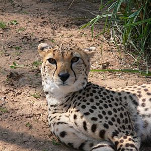 Northern Cheetah at Chester Zoo, 06/07/13