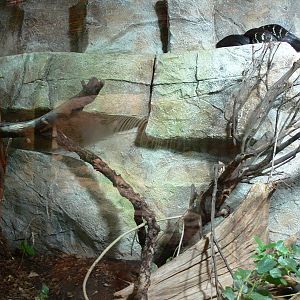 Boelen's Python exhibit at Chester Zoo, 06/07/13