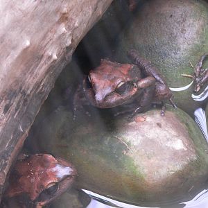 Mountain Chickens at Chester Zoo, 06/07/13
