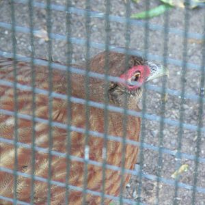 Salvatori's Pheasant at Chester Zoo, 06/07/13