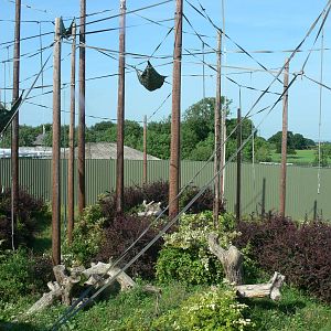 Orangutan exhibit at Chester Zoo, 06/07/13