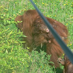 Sumatran Orangutans at Chester Zoo, 06/07/13