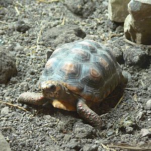 Red Footed Tortoise at Blackpool Zoo, 07/07/13