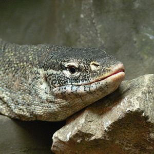 Nile Monitor Lizard at Blackpool Zoo, 07/07/13