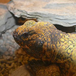Spiny-tailed Dabb Lizard at Blackpool Zoo, 07/07/13