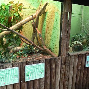 Skink exhibits at Blackpool Zoo, 07/07/13