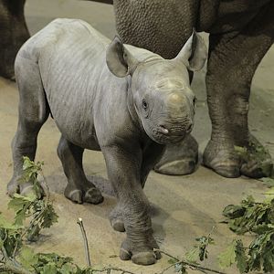 Black rhino - Zuri's calf