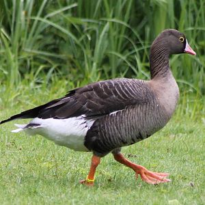 Lesser White-fronted goose