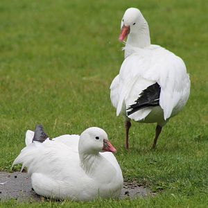 Snow geese