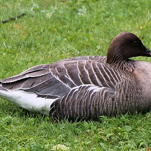 Pink-footed goose
