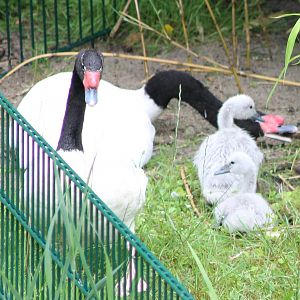 Black-necked swans with young