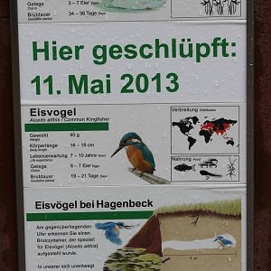Sign of hatching Black-necked swans