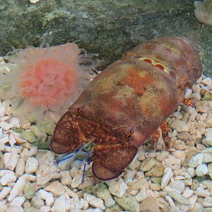 Touchtank - Slipper Lobster