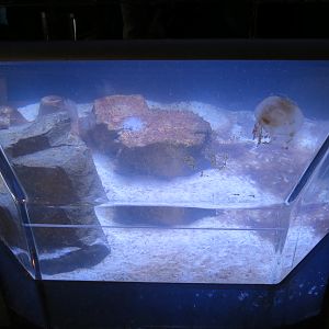 Upside-down Jellyfish and Neon Goby Exhibit
