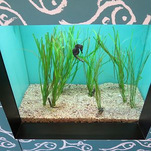 Lined Seahorse Exhibit