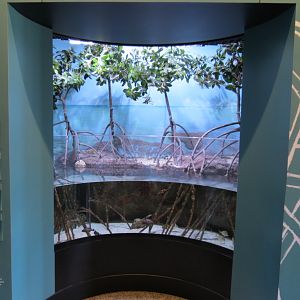 Mangrove Exhibit