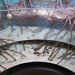 Mangrove Exhibit