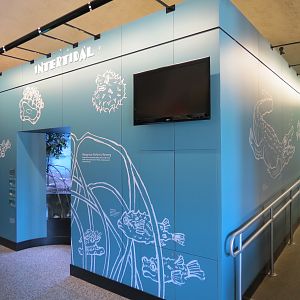 Intertidal Zone with Mangrove Exhibit