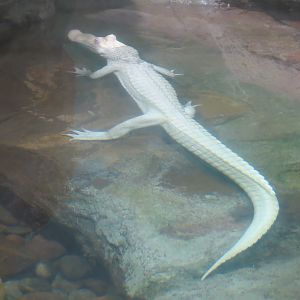 Texas Bayou Exhibit - American Alligator