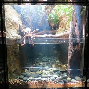 Frogs and Turtles Exhibit