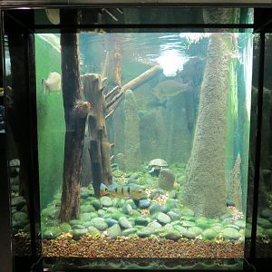 Guadalupe Bass, Largemouth Bass, and Butterfly Peacock Bass Exhibit