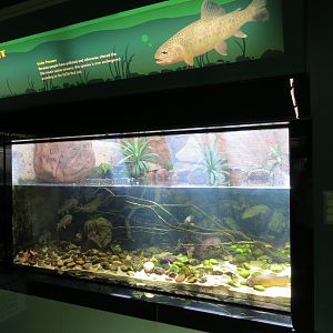 Gila Trout Exhibit