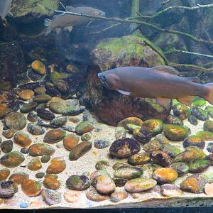 Gila Trout Exhibit