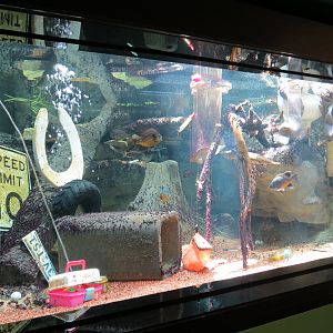 Trinity River Exhibit